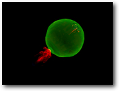 _images/ASCFlashCenter_GCD_DetWave_1.jpg